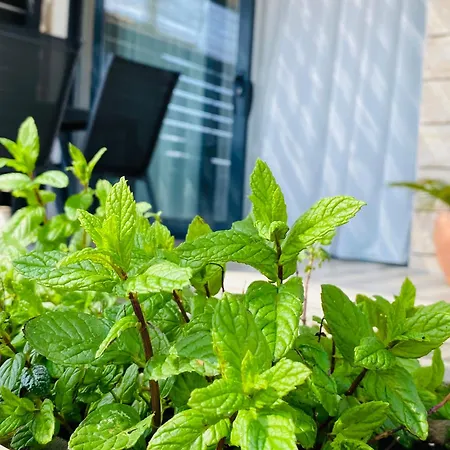 Il Giardino *